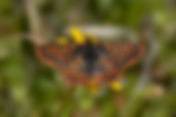 Edith's Checkerspot | ButterfliesofOregon