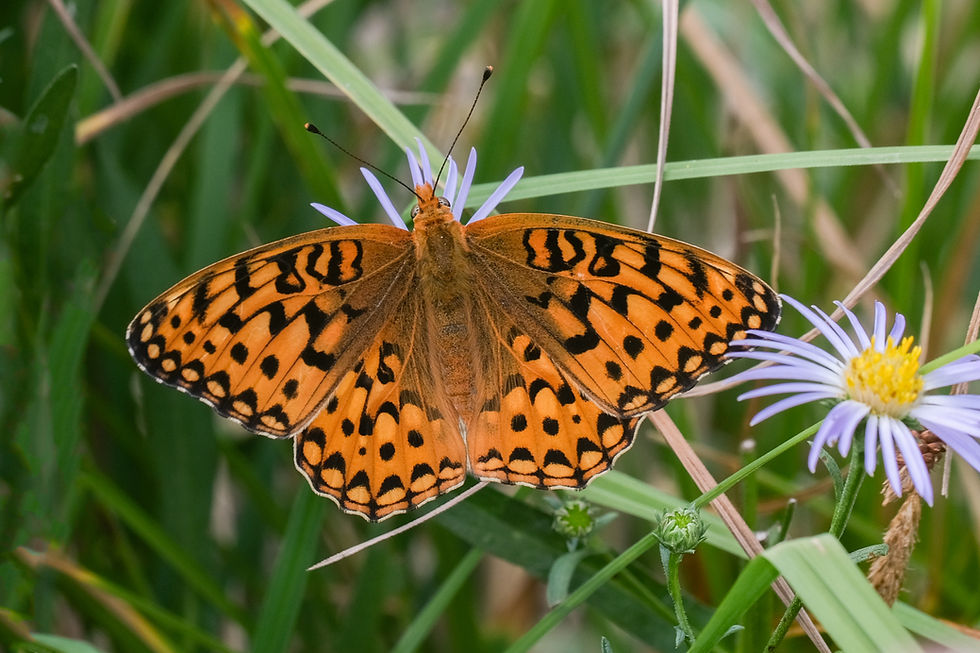 Close-up photo of adult Zerene Fritillary butterfly