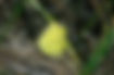 Pink-edged Sulphur | ButterfliesofOregon