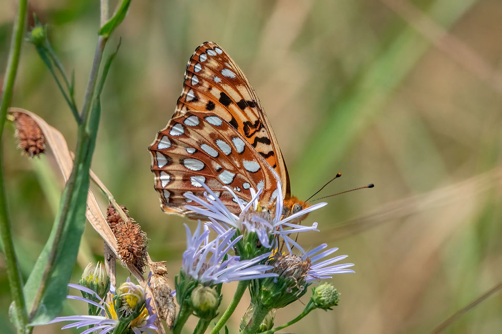 Close-up photo of adult Zerene Fritillary butterfly