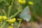 Close-up photo of Western Green Hairstreak butterfly