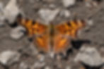 Photo of Comma (Polygonia faunus) butterfly