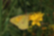 Orange Sulphur | ButterfliesofOregon