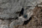 Photo of Common Checkered-skipper (Pyrgus communis) butterfly