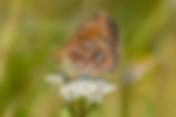 Mormon Fritillary | ButterfliesofOregon