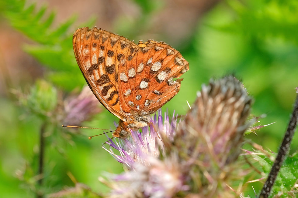 Close-up photo of adult Hydaspe Fritillary butterfly