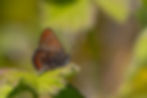 Photo of Moss's Elfin butterfly (Callophrys mossii)