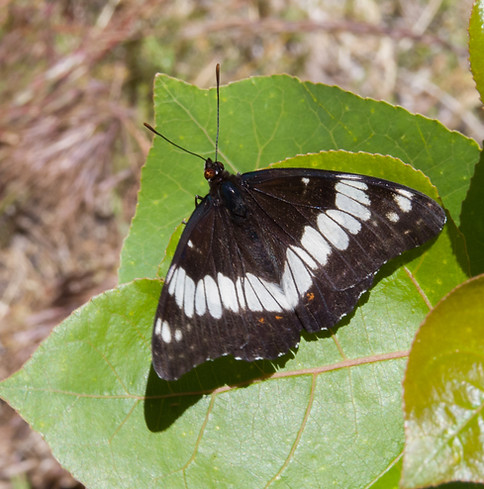 Close-up photo of live Weidemeyer's Admiral (Limenitis weidemeyerii) dorsal view