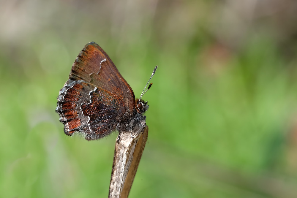 Close-up photo of Moss's Elfin, upper side