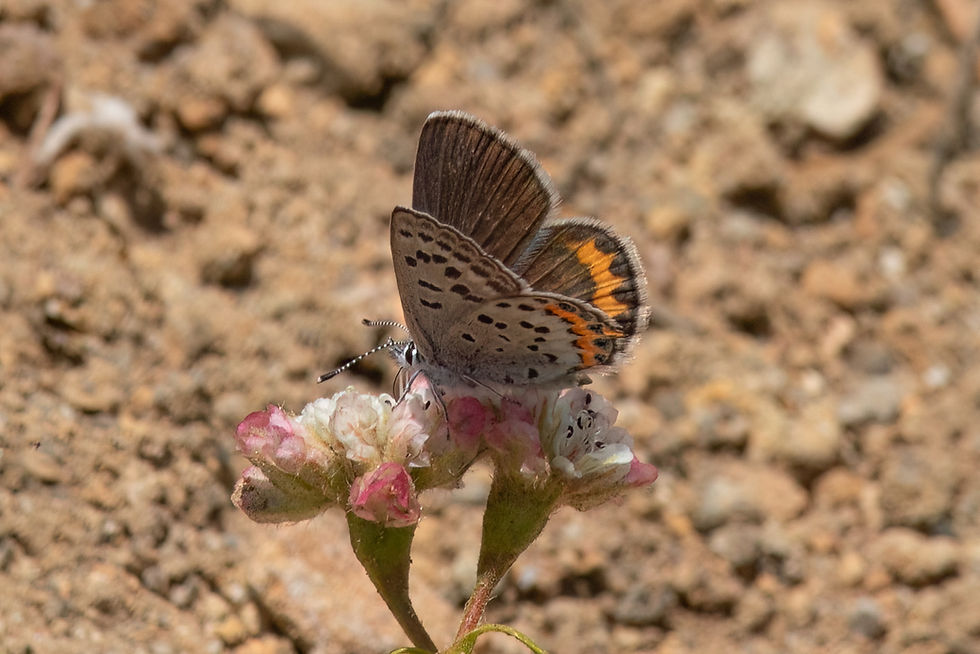 Close-up photo of adult Volcano Blue butterfly