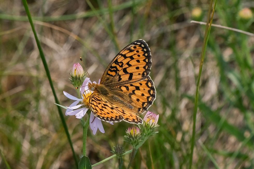 Close-up photo of adult Mormon Fritillary butterfly