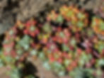 color image of Oregon stonecrop (Sedum Oreganum)