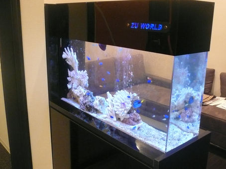 東京 歯科医待合室 海水魚デザイナーズ水槽の設置