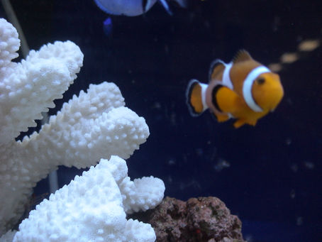 熱帯魚水槽メンテナンス料金には、生体保証付き!