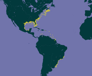 ocorrencia-chelonia-mydas.jpg