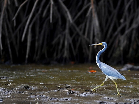 A importância dos manguezais para o nosso planeta