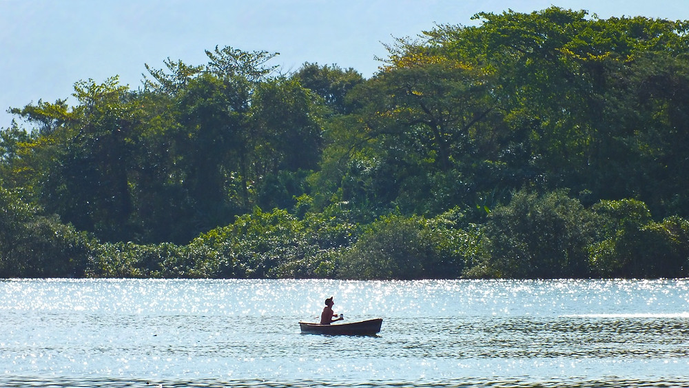 Manguezal do estuário de Santos e São Vicente. Foto: William R. Schepis/Instituto EcoFaxina