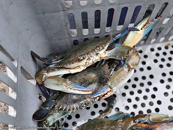 Siri-do-Mangue - Callinectes exasperatus