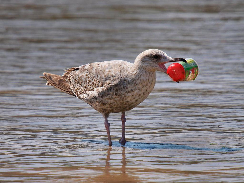 Aves comem plástico no oceano porque sentem 'cheiro de alimento'