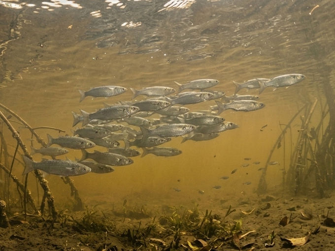 Parati - Mugil curema