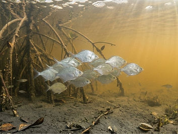 Carapeba - Diapterus rhombeus