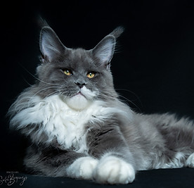 Alba Maine coon