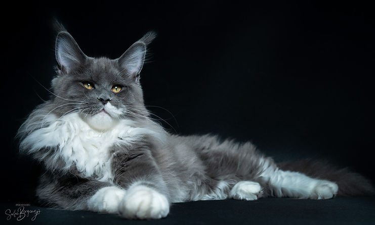 Mainecoon-skane
