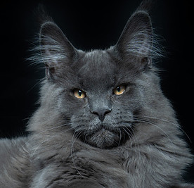 Maine coon smoke