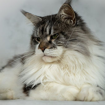 Maine Coon