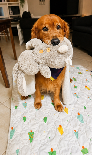 Red Field Golden Retriever playing with bunny