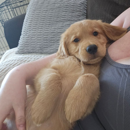 Golden Retriever Puppy