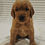 Thumbnail: "Lily" Potter- Golden Retriever Puppy