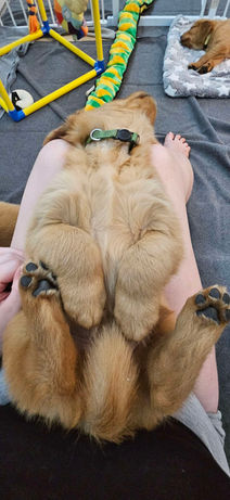 Golden retriever puppy held upside down in someone's hands; indoors setting.