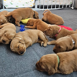 Pile of Newborn puppies taking a nap