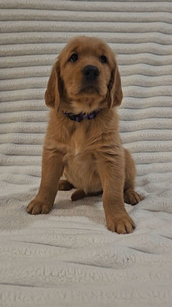 Golden Retriever Puppy