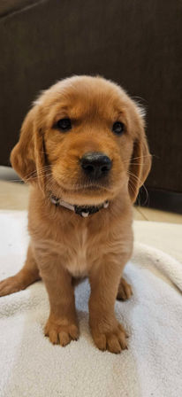 Adorable golden retriever puppy with brown fur and gentle eyes, 