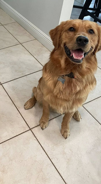 red golden retriever standing in kitchen
