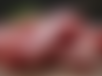 Understanding the RAW Diet for Dogs: A Comprehensive Guide