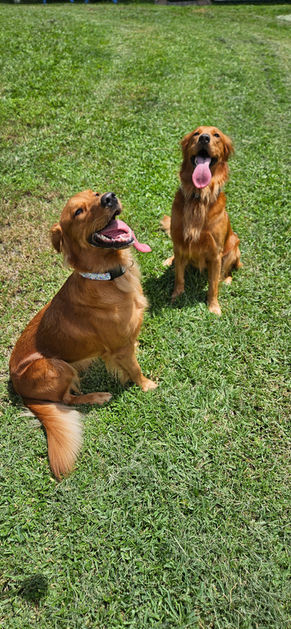 2 Red Golden Retriever smiling in the sun