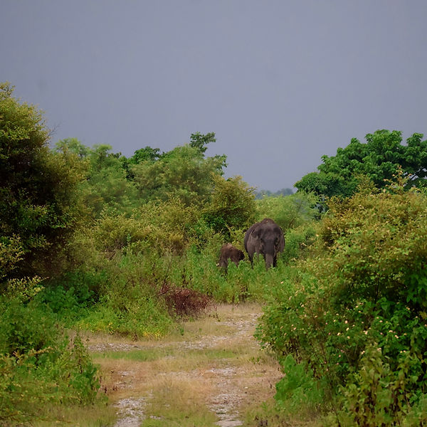 Golden Wings Welfare Society elephants near Naxalbari, North Bengal