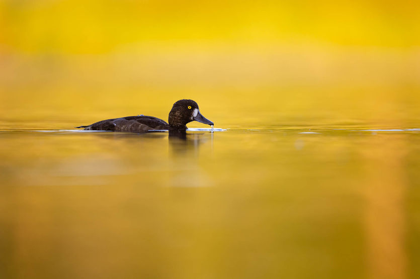 Helsinki birdwatching tour
