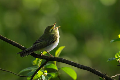 Helsinki birdwatching tour