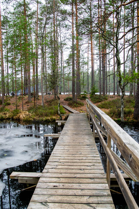 Nature tour from Helsinki with Wild Frame Adventures to Nuuksio national park