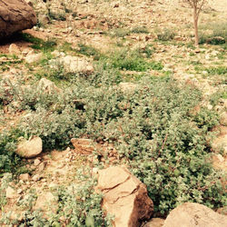 الربيع في ديرة الردادة ١٤٣٧ ٤ ١٢هـ-٢