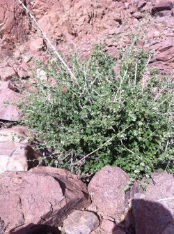 نبتة الشرم(بفتح الشين والرء) ديرة الردادة ،ربيع ١٤٣٥.