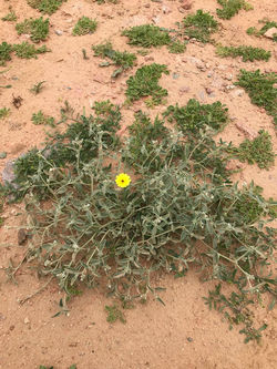 نبتة الرّبْلة(بفتح الراء واللام)من فَرَع الرّدادّة ٢٠١٩ ٢ ١،١٤٤٠ ٤ ٢٦.