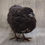 Thumbnail: Black and Banded Black Coturnix Hatching Eggs