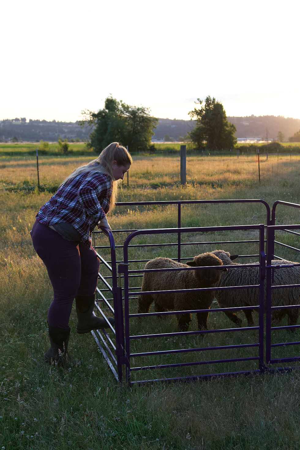 Thumbnail: The Classic - Steel Livestock Panel