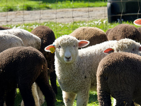 IWR Spring Lambing 2021