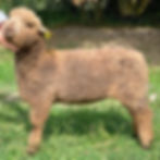 Thumbnail: Moorit Romney Yarn - Dark